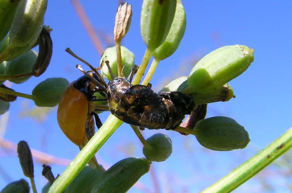 Coccinella undecimpunctata,,, anzi no, Ceratomegilla undecimnotata